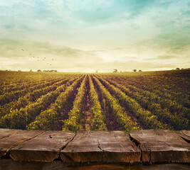 Poster - Wooden table. Spring design with vineyard and empty display. Space for your montage. Autumn grapes harvest