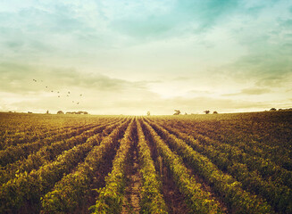 Sticker - vineyard landscape. Autumn grapes harvest