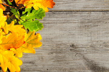 Wall Mural - Green, yellow and red autumn leaves on a wooden table.