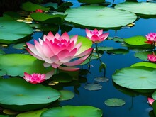 Stunning Lotus Flowers And Leaves Gracefully Adorning A Serene Pond – A Captivating Nature Scene For Your Creative Projects.