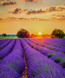 Fototapeta Kwiaty - Lavender field summer sunset landscape