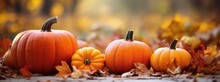 Pumpkins In Autumn Background