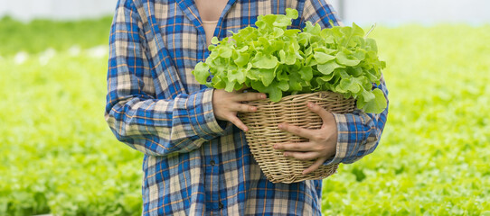 Wall Mural - Fresh from farm. Gardener carrying crate of fresh lettuce from farm ready to sell to client.