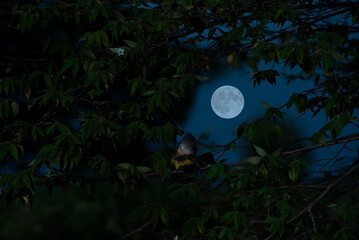 Wall Mural - full moon with tree branch in the night.