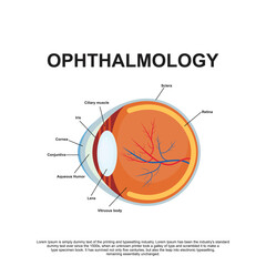 Ophthalmology  Anatomy Vector Illustration