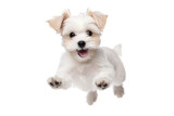 Fototapeta Na sufit - Transparent PNG - White Terrier Puppy