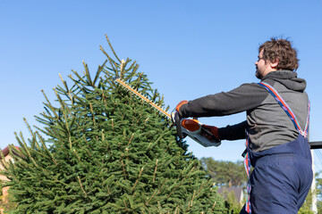 Poster - Coniferous trees are trimmed with an electric hedge trimmer to fit the shape. A man cuts a spruce with a trimmer.