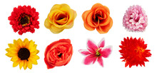 Collection Of Summer Flower Isolated