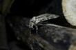 Bindweed hawk hawk moth (Agrius convolvuli).close-up camouflaged sitting on dry wood.