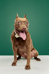 Wall Mural - Purebred, smart dog of American pitbull terrier sitting in glasses against green studio background. Professor. Concept of animal lifestyle, vet, care, motion, beauty, breed, action. Copy space for ad