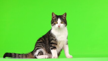 Wall Mural - gray-white kitten looks in different directions on a green screen, slow motion