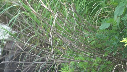 Sticker - eurasian tree sparrow in a forest