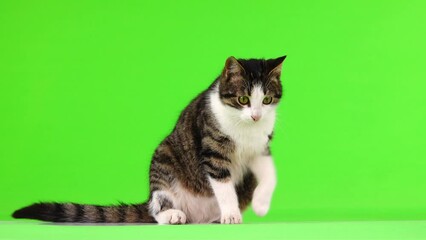 Canvas Print - gray kitten walking back and forth on a green screen