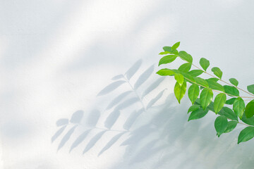 Aufkleber - Leaf shadow and sunshine reflection. Green plant leaves and gray darkness with shade, light, lighting on concrete wall, wallpaper. Shadows overlay effect background