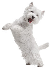 Cheerful, Active Dog Of West Highland White Terrier Standing On Hind Legs, Playing Isolated Over Transparent Background. Concept Of Animal Lifestyle, Vet, Care, Motion, Beauty, Breed, Action.