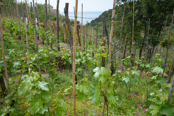 Poster - Grape Vines growing on hillside slopes of Cinque Terre, Italy