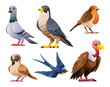 Collection of birds vector cartoon illustration