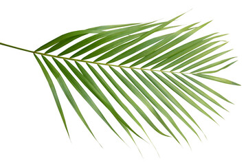 Wall Mural - Palm leaves Green nature Tropical forest isolated on transparent background - png	
