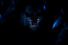 Whild Black Panther With Blue Eyes At Tropical Jungle , Toned Background, Generative Ai