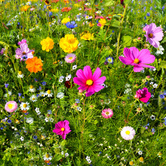 Wall Mural - flowers in the garden - summer wildflower meadow greeting card