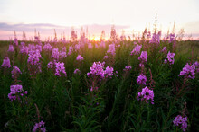 Willow-herb Purple Flowers In The Sunlight At Sunset. Selective Focus With Shallow Depth Of Field