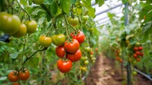 Ripe Red Organic Tomato In Greenhouse. Beautiful Heirloom Tomatoes
