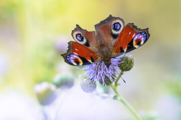 Wall Mural - Colorful European Peacock Butterfly on Thistle