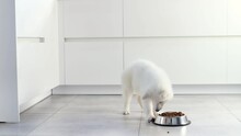 White Swiss Shepherd Puppy Eating Dry Food From A Metal Bowl In A Modern White Kitchen. Food Delivery For Happy Domestic Animals, Little Best Friends. Pet Shop. Animal Feed. Correct Nutrition In Dogs
