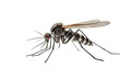 Close-Up Mosquito Side View, Isolated on Transparent Background. Generative AI