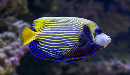 Poster - Close-up view of an adult Emperor angelfish (Pomacanthus imperator)