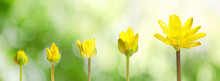 Blooming Stages Of Yellow Lesser Celandine Flower On Blurred Background