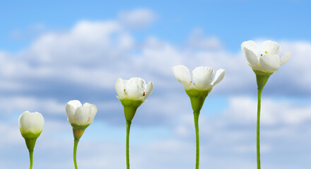 Blooming stages of beautiful waxflower against sky