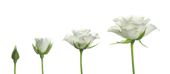 blooming stages of beautiful rose flower on white background