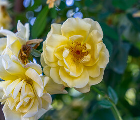 Yellow Roses Close-up 2