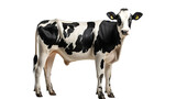 Fototapeta Zwierzęta - dairy cow transparent background, png