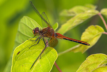 Wall Mural - An orange-black dragonfly sits on a green leaf of a bush.