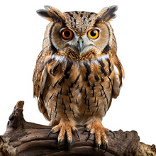 Owl Perched On A Tree Branch Transparent Background, Png