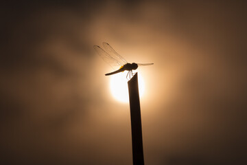 Canvas Print - Silhouette dragonfly on stick in center position of blurry sun and cloud as background in low key tone.