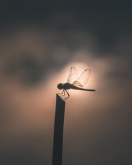 Wall Mural - Silhouette dragonfly on stick in center position of blurry sun and cloud as background in low key tone of film style.