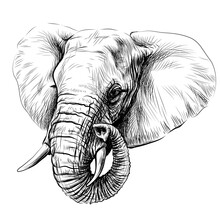 Elephant. Graphic Portrait Of An African Elephant In Sketch Style.  Digital Vector Graphics.