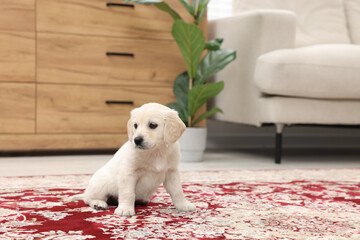 Wall Mural - Cute little puppy on carpet indoors. Space for text