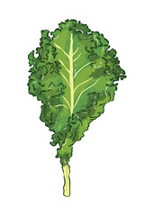 Wall Mural - A piece of kale leaf in ingredients illustration