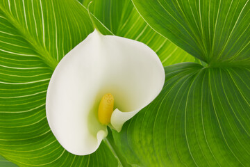 Sticker - Flower white calla lily on green leaf background