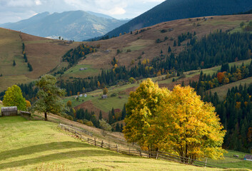 Wall Mural - yellow trees in mountains Carpathians mountain village
