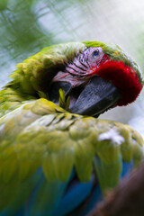 Wall Mural - beautiful great green macaw up close focused on its eye