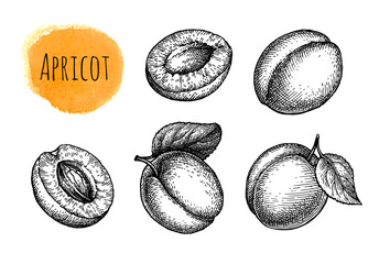 Wall Mural - apricot ink sketch set.