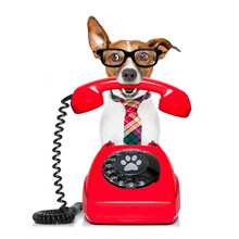 Jack Russell Dog With Glasses As Secretary Or Operator With Red Old  Dial Telephone Or Retro Classic Phone