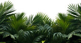palm tree leaves overlay texture, border of fresh green tropical plants isolated on transparent background
