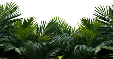 palm tree leaves overlay texture, border of fresh green tropical plants isolated on transparent back