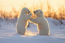 AI Generated Illustration Of Two Polar Bears Playing In A Snowy Field During The Sunrise